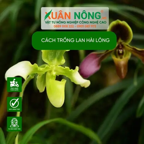 Hướng Dẫn Trồng Và Chăm Sóc Lan Hài Đơn Giản, Dễ Ra Hoa Cho Người Mới Bắt Đầu Hướng Dẫn Trồng Và Chăm Sóc Lan Hài Đơn Giản, Dễ Ra Hoa Cho Người Mới Bắt Đầu