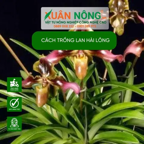 Hướng Dẫn Trồng Và Chăm Sóc Lan Hài Đơn Giản, Dễ Ra Hoa Cho Người Mới Bắt Đầu Hướng Dẫn Trồng Và Chăm Sóc Lan Hài Đơn Giản, Dễ Ra Hoa Cho Người Mới Bắt Đầu