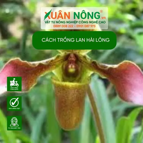 Hướng Dẫn Trồng Và Chăm Sóc Lan Hài Đơn Giản, Dễ Ra Hoa Cho Người Mới Bắt Đầu Hướng Dẫn Trồng Và Chăm Sóc Lan Hài Đơn Giản, Dễ Ra Hoa Cho Người Mới Bắt Đầu