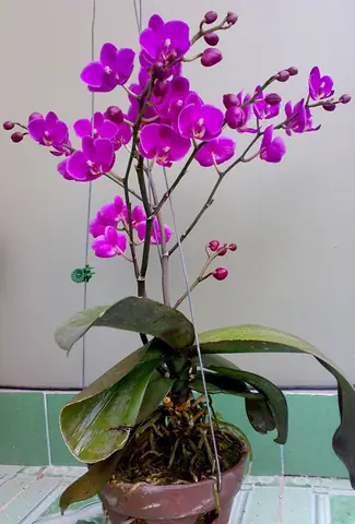 Cách Trồng Lan Hồ Điệp: Hướng Dẫn Chi Tiết Từ A-Z Cho Người Mới Bắt Đầu Cách Trồng Lan Hồ Điệp: Hướng Dẫn Chi Tiết Từ A-Z Cho Người Mới Bắt Đầu