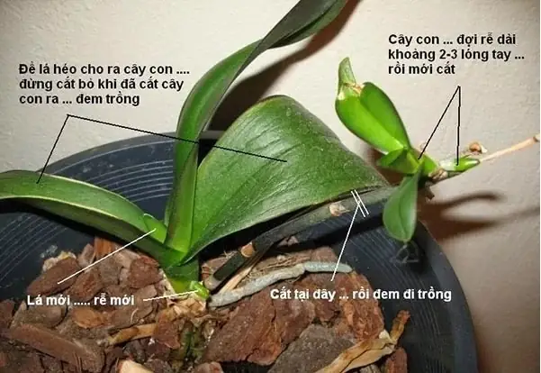 Cách Trồng Lan Hồ Điệp: Hướng Dẫn Chi Tiết Từ A-Z Cho Người Mới Bắt Đầu Cách Trồng Lan Hồ Điệp: Hướng Dẫn Chi Tiết Từ A-Z Cho Người Mới Bắt Đầu