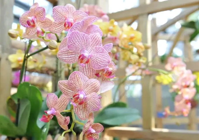 Cách Trồng Lan Hồ Điệp Bằng Đất: Hướng Dẫn Chi Tiết Từ A-Z