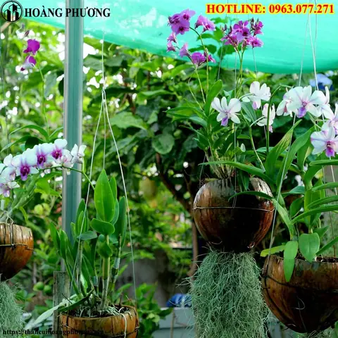 Hướng Dẫn Chi Tiết Cách Trồng Lan Hồ Điệp Bằng Xơ Dừa Chuẩn Chuyên Gia Hướng Dẫn Chi Tiết Cách Trồng Lan Hồ Điệp Bằng Xơ Dừa Chuẩn Chuyên Gia