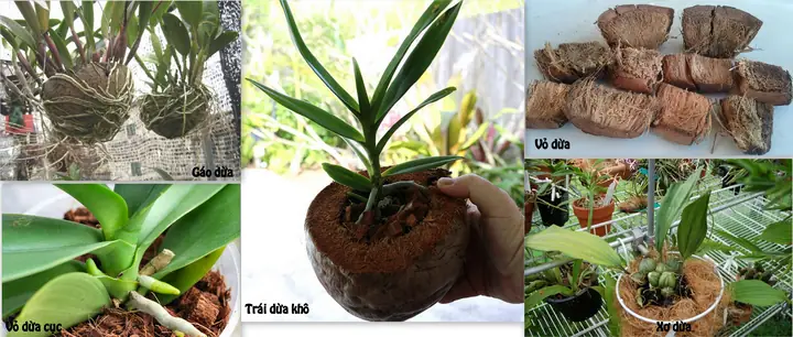 Hướng Dẫn Chi Tiết Cách Trồng Lan Hồ Điệp Bằng Xơ Dừa Chuẩn Chuyên Gia Hướng Dẫn Chi Tiết Cách Trồng Lan Hồ Điệp Bằng Xơ Dừa Chuẩn Chuyên Gia