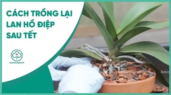 Cách Trồng Lan Hồ Điệp Sau Tết: Hướng Dẫn Chăm Sóc Toàn Diện Cho Cây Khỏe Mạnh