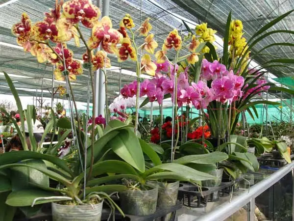 Cách Trồng Lan Hồ Điệp Trong Chậu Chuẩn "bí Quyết Vườn Lan" Cho Hoa Đẹp Rực Rỡ
