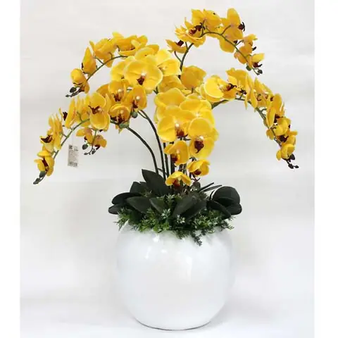 Cách Trồng Lan Hồ Điệp Trong Chậu Chuẩn "bí Quyết Vườn Lan" Cho Hoa Đẹp Rực Rỡ