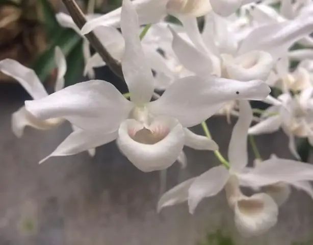 Cách Trồng Và Chăm Sóc Lan Hoàng Thảo Kèn Để Hoa Đẹp Quanh Năm