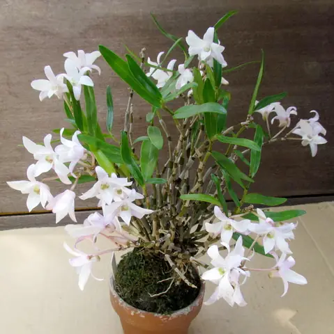 Cách Trồng Lan Hoàng Thảo Ngọc Trúc: Hướng Dẫn Chi Tiết Từ A-Z Cách Trồng Lan Hoàng Thảo Ngọc Trúc: Hướng Dẫn Chi Tiết Từ A-Z