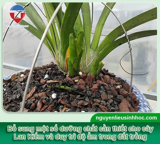 Cách Trồng Và Chăm Sóc Lan Kiếm Ra Hoa Đẹp, Nở Rộ Như Ý Cách Trồng Và Chăm Sóc Lan Kiếm Ra Hoa Đẹp, Nở Rộ Như Ý