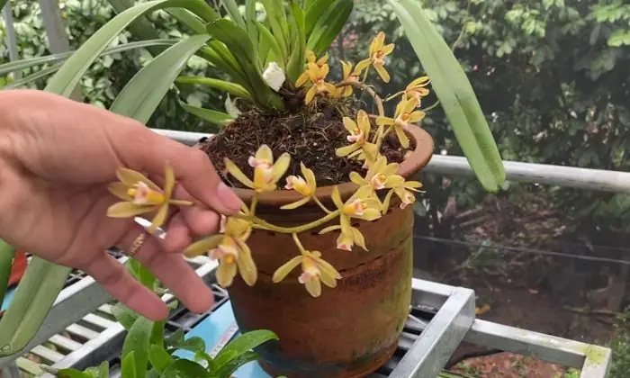 Lan Kiếm Tiên Vũ: Hướng Dẫn Trồng Và Chăm Sóc Chi Tiết Cho Hoa Đẹp Rực Rỡ