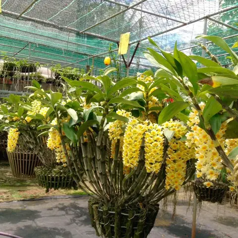 Lan Kiều Mỡ Gà: Đặc Điểm, Cách Trồng Và Chăm Sóc Chi Tiết A-Z Lan Kiều Mỡ Gà: Đặc Điểm, Cách Trồng Và Chăm Sóc Chi Tiết A-Z