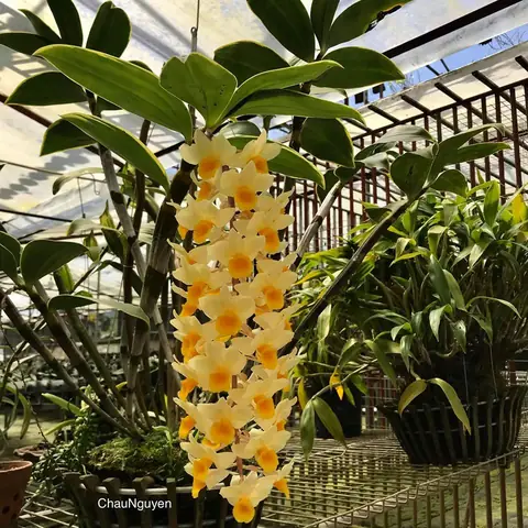 Lan Kiều Mỡ Gà: Đặc Điểm, Cách Trồng Và Chăm Sóc Chi Tiết A-Z Lan Kiều Mỡ Gà: Đặc Điểm, Cách Trồng Và Chăm Sóc Chi Tiết A-Z