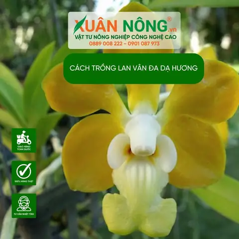Cách Trồng Lan Mỹ Dung Dạ Hương Chuẩn Chuyên Gia Để Cây Khỏe, Hoa Đẹp