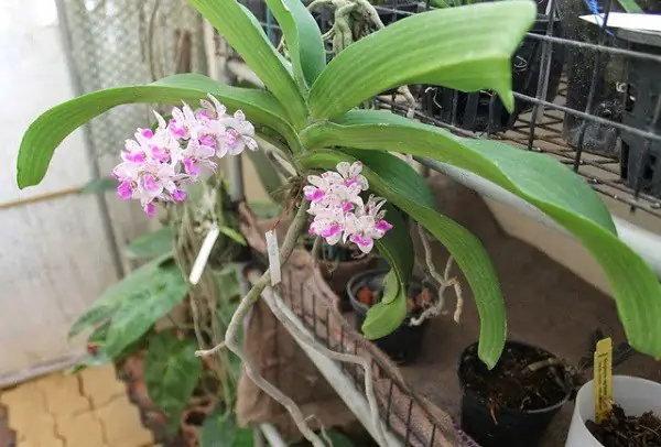 Cách Trồng Lan Ngọc Điểm Ra Hoa Đẹp, Nhanh Lớn Cách Trồng Lan Ngọc Điểm Ra Hoa Đẹp, Nhanh Lớn
