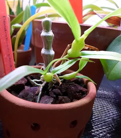 Cách Trồng Và Chăm Sóc Lan Trúc Phật Bà Đúng Kỹ Thuật Cho Hoa Đẹp Cách Trồng Và Chăm Sóc Lan Trúc Phật Bà Đúng Kỹ Thuật Cho Hoa Đẹp