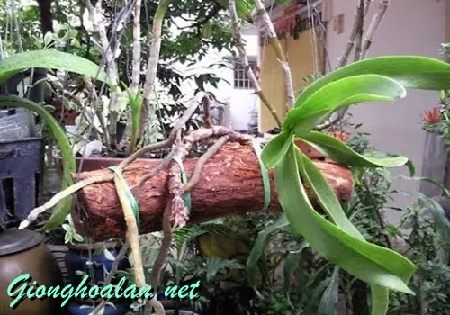 Hướng Dẫn Chi Tiết Cách Trồng Lan Phi Điệp Lên Gỗ Đúng Kỹ Thuật Hướng Dẫn Chi Tiết Cách Trồng Lan Phi Điệp Lên Gỗ Đúng Kỹ Thuật
