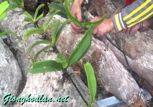Hướng Dẫn Chi Tiết Cách Trồng Lan Phi Điệp Lên Gỗ Đúng Kỹ Thuật Hướng Dẫn Chi Tiết Cách Trồng Lan Phi Điệp Lên Gỗ Đúng Kỹ Thuật