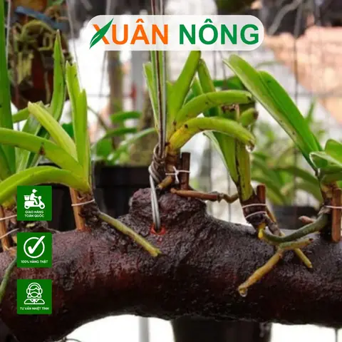 Cách Trồng Lan Rừng Vào Thân Gỗ Đúng Kỹ Thuật, Thẩm Mỹ Cao