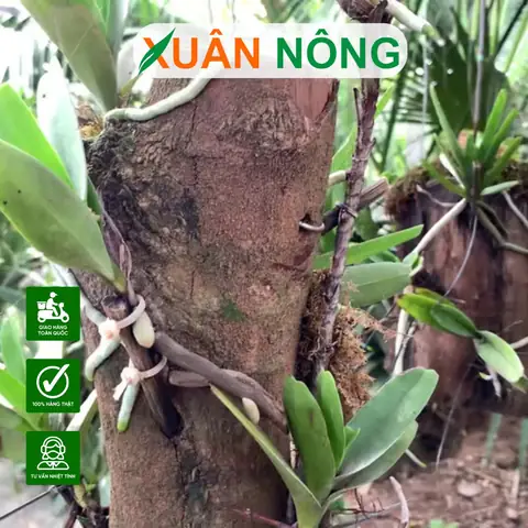 Cách Trồng Lan Rừng Vào Thân Gỗ Đúng Kỹ Thuật, Thẩm Mỹ Cao