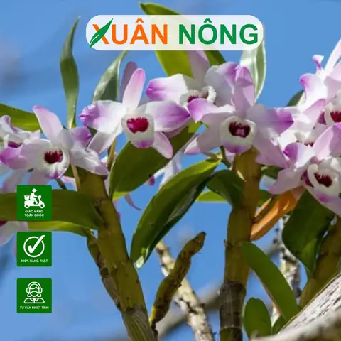 Cách Trồng Lan Rừng Vào Thân Gỗ Đúng Kỹ Thuật, Thẩm Mỹ Cao