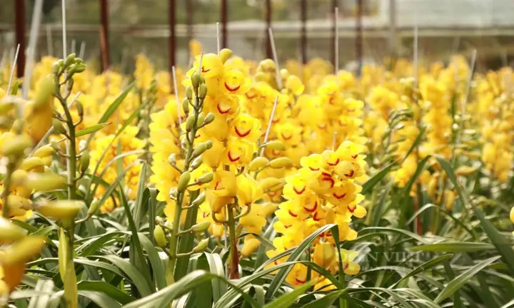 Cách Trồng & Chăm Sóc Lan Sato Sau Tết: Phục Hồi Cây Tươi Tốt, Ra Hoa Đẹp Năm Sau
