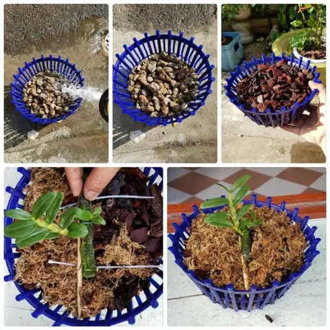 Cách Trồng Lan Thân Thòng: Hướng Dẫn Chi Tiết Từ A-Z Cho Người Mới Bắt Đầu Cách Trồng Lan Thân Thòng: Hướng Dẫn Chi Tiết Từ A-Z Cho Người Mới Bắt Đầu