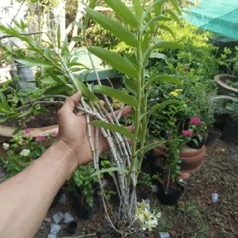 Cách Trồng Và Chăm Sóc Lan Hoàng Thảo Thập Hoa Rừng Chuẩn Kỹ Thuật Cách Trồng Và Chăm Sóc Lan Hoàng Thảo Thập Hoa Rừng Chuẩn Kỹ Thuật