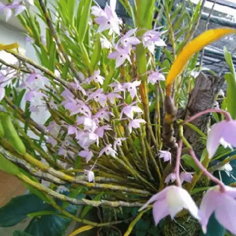 Cách Trồng Và Chăm Sóc Lan Hoàng Thảo Thập Hoa Rừng Chuẩn Kỹ Thuật Cách Trồng Và Chăm Sóc Lan Hoàng Thảo Thập Hoa Rừng Chuẩn Kỹ Thuật