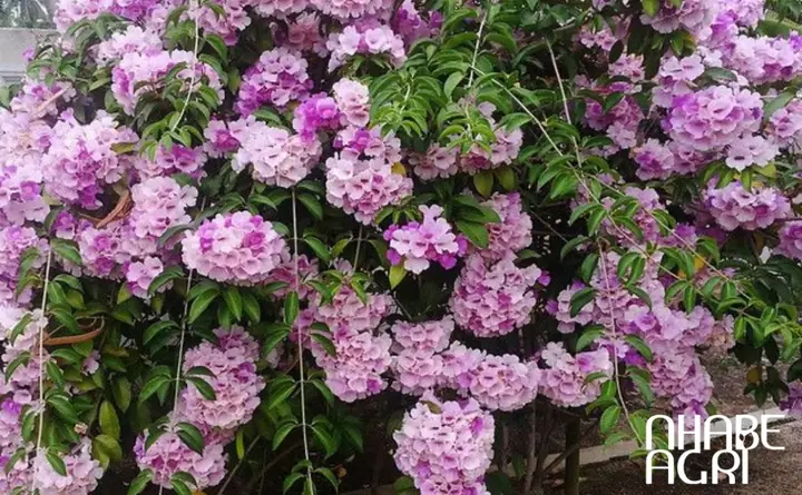 Hướng Dẫn Trồng Và Chăm Sóc Hoa Lan Tỏi Ra Hoa Quanh Năm Hướng Dẫn Trồng Và Chăm Sóc Hoa Lan Tỏi Ra Hoa Quanh Năm