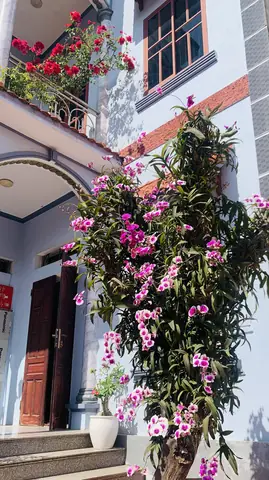 Cách Trồng Lan Trên Gỗ Nhãn: Hướng Dẫn Chi Tiết Từ A-Z Cách Trồng Lan Trên Gỗ Nhãn: Hướng Dẫn Chi Tiết Từ A-Z