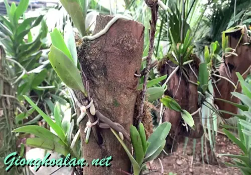Cách Trồng Lan Trên Gỗ Nhãn: Hướng Dẫn Chi Tiết Từ A-Z Cách Trồng Lan Trên Gỗ Nhãn: Hướng Dẫn Chi Tiết Từ A-Z