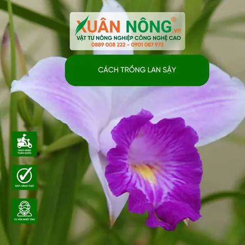 Cách Trồng Và Chăm Sóc Lan Trúc Sậy Tươi Tốt, Ra Hoa Đẹp Quanh Năm