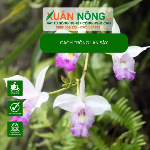 Cách Trồng Và Chăm Sóc Lan Trúc Sậy Tươi Tốt, Ra Hoa Đẹp Quanh Năm