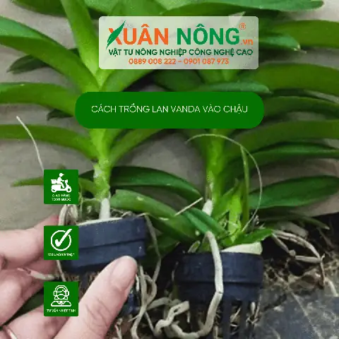 Hướng Dẫn Trồng Lan Vanda Vào Chậu Chuẩn Kỹ Thuật Cho Hoa Đẹp Quanh Năm