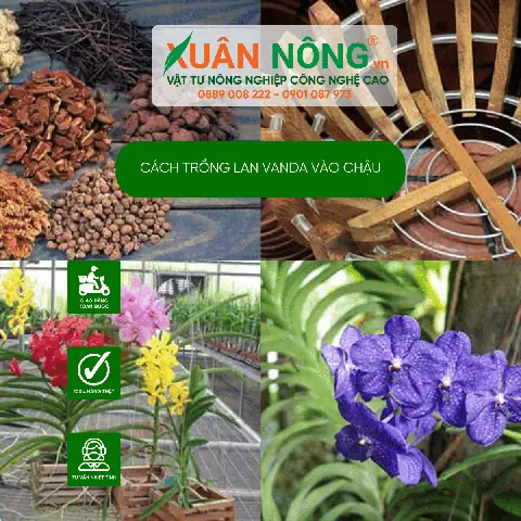 Hướng Dẫn Trồng Lan Vanda Vào Chậu Chuẩn Kỹ Thuật Cho Hoa Đẹp Quanh Năm