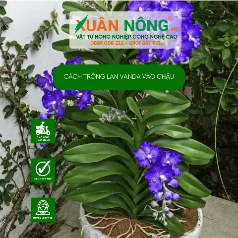 Hướng Dẫn Trồng Lan Vanda Vào Chậu Chuẩn Kỹ Thuật Cho Hoa Đẹp Quanh Năm