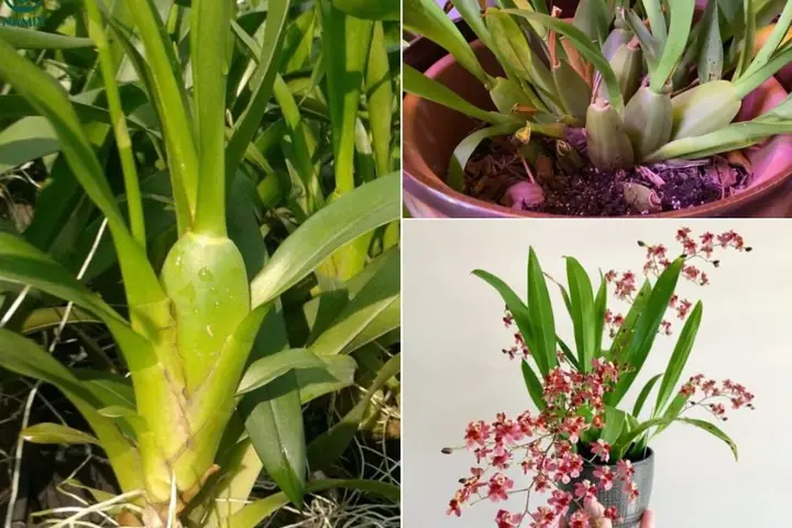 Cách Trồng Và Chăm Sóc Lan Vũ Nữ Đơn Giản, Ra Hoa Đẹp Quanh Năm