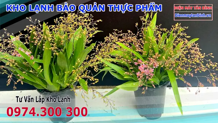 Cách Trồng Và Chăm Sóc Lan Vũ Nữ Đơn Giản, Ra Hoa Đẹp Quanh Năm