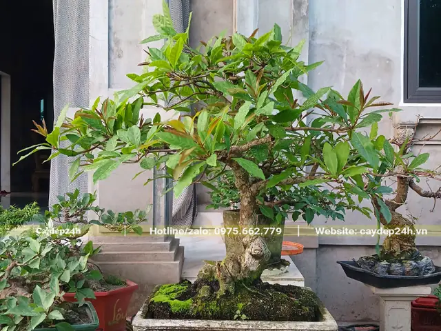 Hướng Dẫn Trồng Lộc Vừng Thả Nước Ra Hoa Đẹp Như Ý