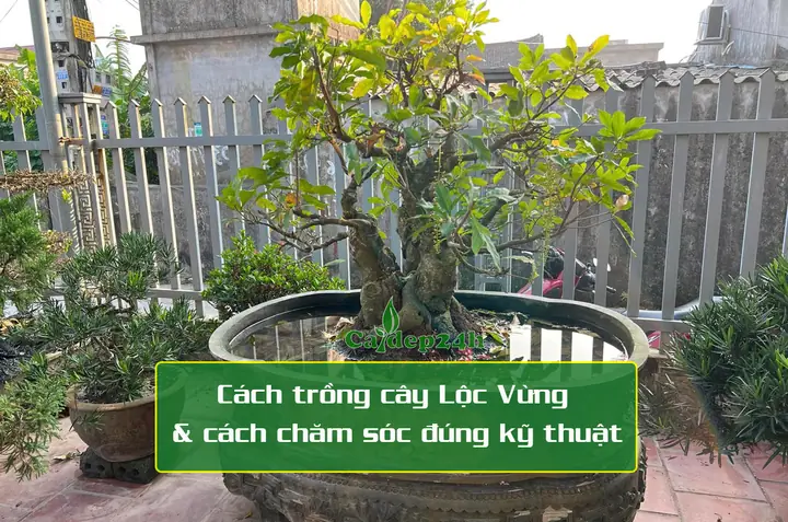 Hướng Dẫn Trồng Lộc Vừng Thả Nước Ra Hoa Đẹp Như Ý