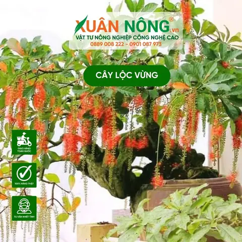 Bí Quyết Trồng Lộc Vừng Trong Chậu Ra Hoa Đẹp Theo Ý Muốn Bí Quyết Trồng Lộc Vừng Trong Chậu Ra Hoa Đẹp Theo Ý Muốn