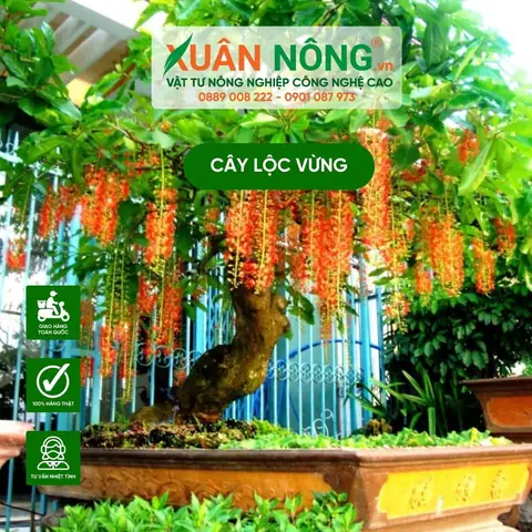 Bí Quyết Trồng Lộc Vừng Trong Chậu Ra Hoa Đẹp Theo Ý Muốn Bí Quyết Trồng Lộc Vừng Trong Chậu Ra Hoa Đẹp Theo Ý Muốn