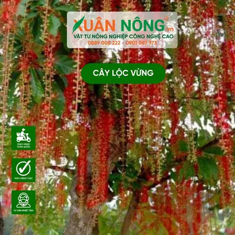 Bí Quyết Trồng Lộc Vừng Trong Chậu Ra Hoa Đẹp Theo Ý Muốn Bí Quyết Trồng Lộc Vừng Trong Chậu Ra Hoa Đẹp Theo Ý Muốn