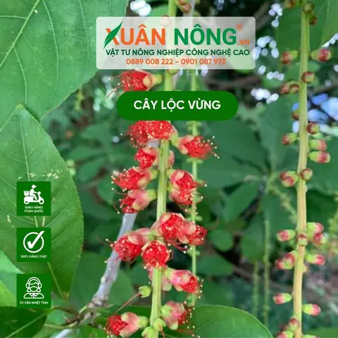 Bí Quyết Trồng Lộc Vừng Trong Chậu Ra Hoa Đẹp Theo Ý Muốn Bí Quyết Trồng Lộc Vừng Trong Chậu Ra Hoa Đẹp Theo Ý Muốn