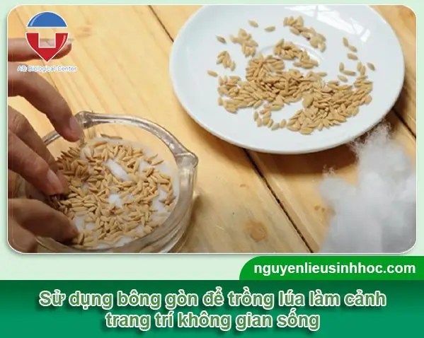 Cách Trồng Lúa Trong Chậu Thủy Tinh: Hướng Dẫn Chi Tiết Cho Người Mới Bắt Đầu