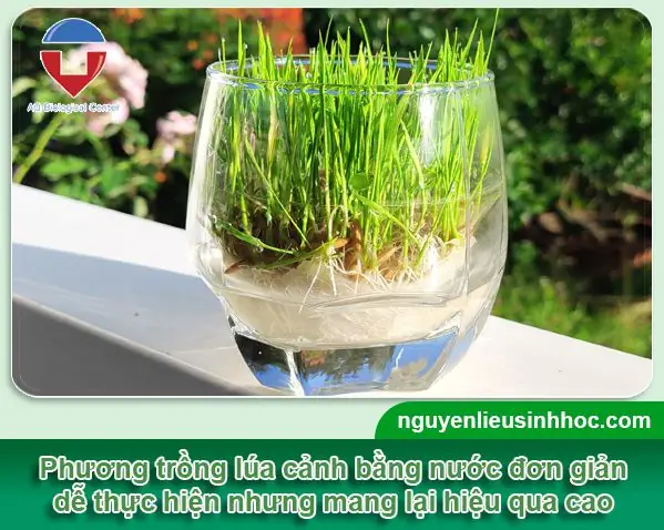 Cách Trồng Lúa Trong Chậu Thủy Tinh: Hướng Dẫn Chi Tiết Cho Người Mới Bắt Đầu