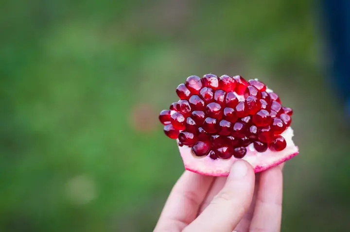 Hướng Dẫn Chi Tiết Cách Trồng Và Chăm Sóc Cây Lựu Lùn Ra Quả Sai Trĩu Hướng Dẫn Chi Tiết Cách Trồng Và Chăm Sóc Cây Lựu Lùn Ra Quả Sai Trĩu