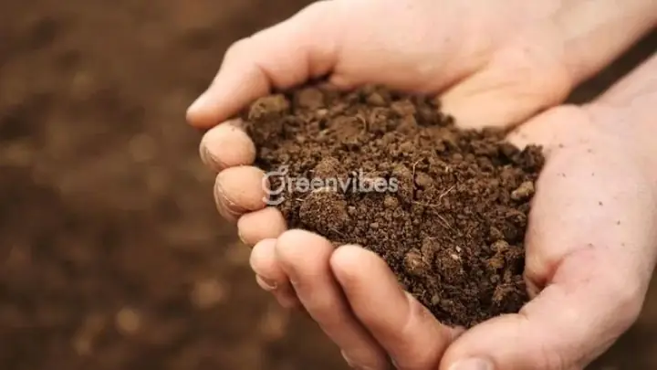 Hướng Dẫn Chi Tiết Cách Trồng Mai Con Nhanh Lớn, Ra Hoa Đẹp 100% Sống