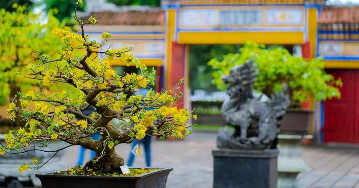 Cách Trồng Và Chăm Sóc Mai Vàng Miền Bắc Ra Hoa Đúng Tết Cách Trồng Và Chăm Sóc Mai Vàng Miền Bắc Ra Hoa Đúng Tết